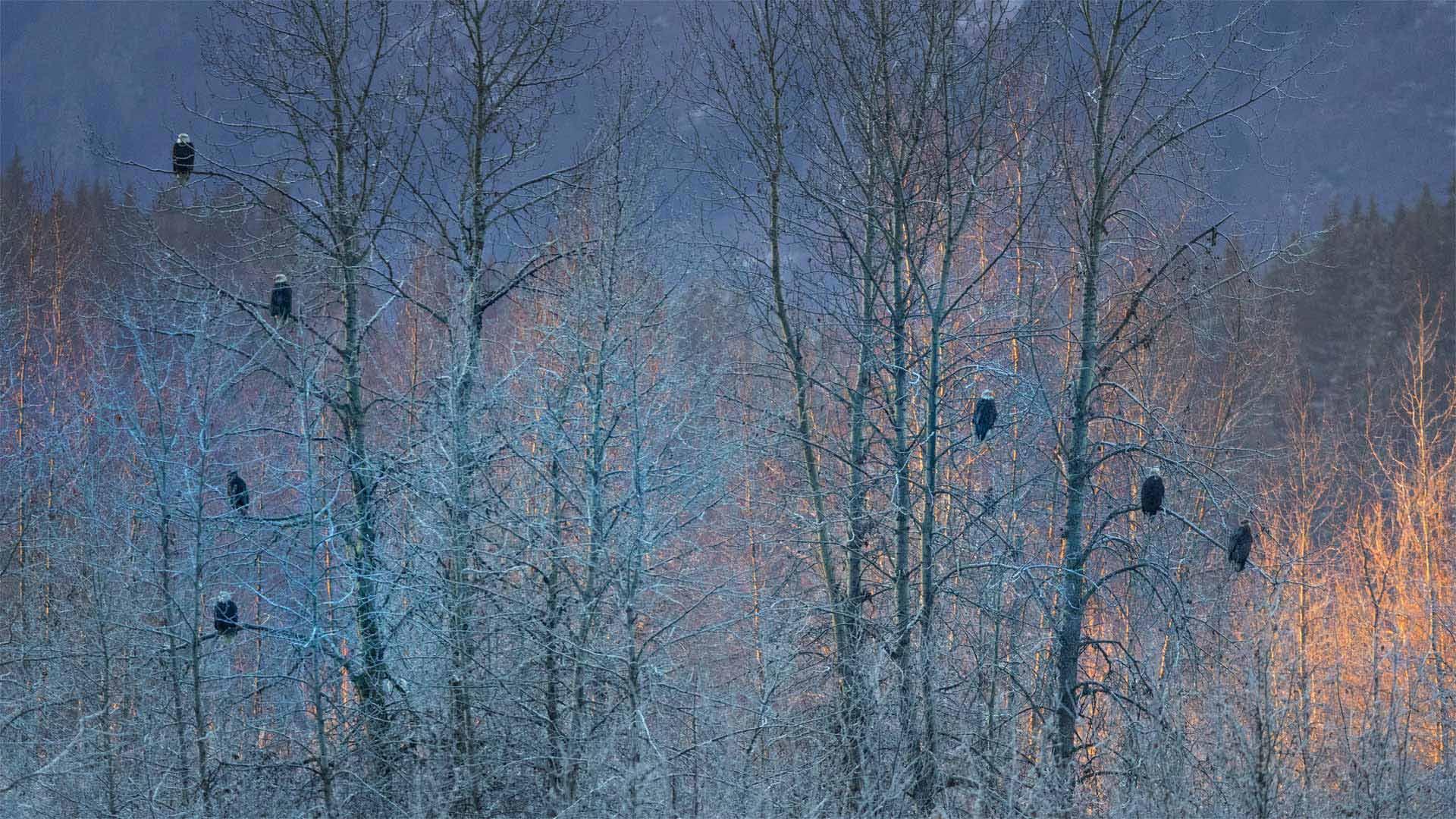 A convocation of eagles assembles