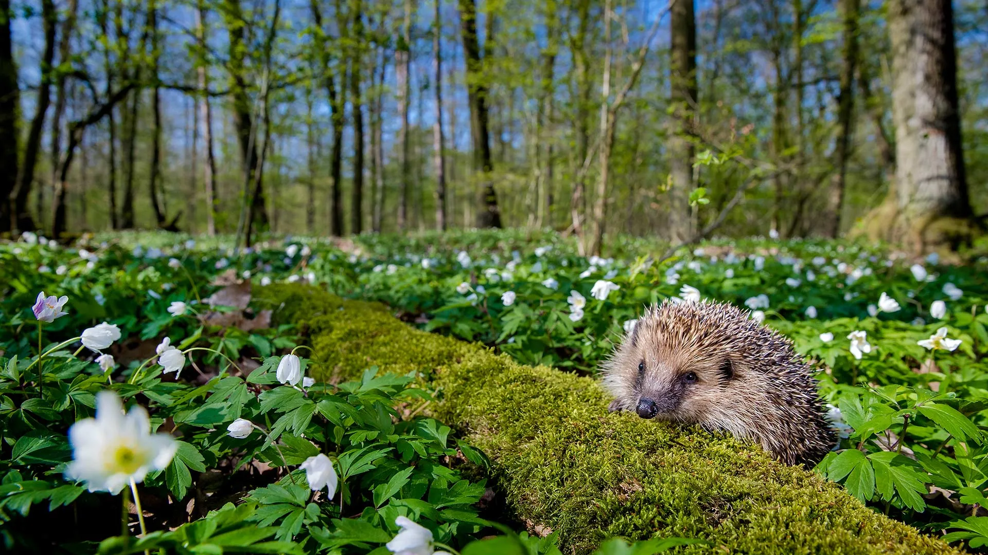 Spring's prickly patrol - 2026年4月21日必应壁纸4K高清下载