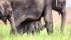 【2018-05-28】 龟鹤遐龄 福寿无疆 吉姆·科比特国家公园里的亚洲象，印度 (© Yashpal Rathore/Minden Pictures)