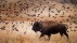 【2018-11-03】 被野牛“霸占”的羚羊岛 羚羊岛州立公园内的美洲野牛，美国犹他州  (© Conor Barry/Aurora Photos)