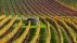 【2018-09-13】 最复杂难懂的葡萄酒产区 法国勃艮第的葡萄园 (© Hans Strand/plainpicture)