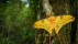 【2018-07-21】 原始丛林的超自然感 拉努马法纳国家公园的彗星飞蛾，马达加斯加 (© Robin Hoskyns/Minden Pictures)