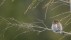 【2018-06-19】 小小猫头鹰的大世界 栖息在树枝上的山鸺鹠，加拿大不列颠哥伦比亚省赛普拉斯山 (© Connor Stefanison/Minden Pictures)