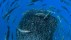 【2018-05-02】 原始而纯粹的自然生态 福米加什群岛沿岸环绕竹荚鱼组成的饵球的欧洲魣和蓝鱼，亚速尔群岛 (© Jordi Chias/Minden Pictures)