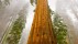 【2018-09-25】 心有猛虎 细嗅蔷薇 巨杉国家公园内的巨杉，美国加利福尼亚州 (© Yva Momatiuk and John Eastcott/Minden Pictures)