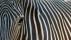 【2018-08-14】 独一无二的条纹 一只濒临灭绝的细纹斑马的特写镜头 (© Edwin Giesbers/Getty Images)