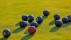 【2018-08-31】 不为人知的优雅游戏 草地滚球运动的特写镜头 (© Graham Turner/Alamy)