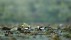 【2018-05-20】 猜猜我有多爱你 【520告白日】湖中深情相对的两只水雉，中国九江市（© Jie Zhao/Getty News）