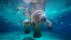 【2018-05-13】 超质感流线型身躯 三姐妹泉中的西印度海牛妈妈和它的宝宝，美国佛罗里达州 (© James R.D. Scott/Getty Images)
