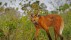 【2018-08-22】 “踩高跷的狐狸” 巴西皮奥伊州的鬃狼 (© Sean Crane/Minden Pictures)