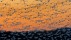【2018-05-12】 行走自如的大鸟 蒙特苏马国家野生动物保护区里的雪雁，美国纽约州 (© Gerrit Vyn/Minden Pictures)