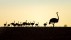 【2018-06-17】 父爱如山 温厚朴实 【今日父亲节】野外旅行的鸵鸟爸爸与孩子们，南非西开普省 (© Richard Du Toit/Minden Pictures)