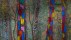 【2018-04-15】 “彩色树林” 比斯开省Oma山谷的“彩色树林”，西班牙 (© Juan Carlos Munoz/Minden Pictures)