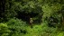【2018-07-31】 大森林的守护者 【今日世界护林员日】El Triunfo生物圈保护区内的护林员，墨西哥 (© Chico Sanchez/Aurora Photos)