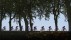 【2018-07-07】 傲娇的骑行者 2016年环法自行车赛中骑在绿树成荫的道路上的选手 (© Michael Steele/Getty Images Sport)