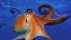 【2018-10-05】 岁月变迁也抵不过你的笑颜 无法真正微笑的章鱼 (© blickwinkel/Alamy)