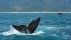 【2018-09-28】 鲸鱼节的盛大狂欢 南非海岸附近的南露脊鲸 (© oversnap/E+/Getty Images)