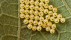 【2018-07-17】 Emoji的时代 叶子上的臭虫的卵，马达加斯加 (© Paul Bertner/Minden Pictures)