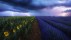 【2018-09-03】 思念的花海 暴风雨下的薰衣草和向日葵花田，法国普罗旺斯 (© beboy/Shutterstock)