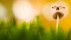 【2018-06-15】 玲珑快活的自卫小能手 蘑菇上的七星瓢虫，荷兰阿纳姆 (© Misja Smits/Minden Pictures)