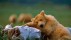 【2018-04-22】 棕熊的故乡 卡特迈国家公园和自然保护区里午睡的灰熊幼崽，阿拉斯加州 (© Suzi Eszterhas/Minden Pictures)