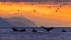 【2018-06-07】 温顺可人的大家伙 阿拉斯加州内线航道林恩运河中的座头鲸，美国 (© John Hyde/plainpicture)
