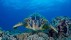 【2018-06-08】 海洋中的绿精灵 毛伊岛上的绿海龟，美国夏威夷州 (© David Fleetham/Visuals Unlimited, Inc.)