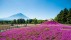 【2019-06-11】 富士山与丛生福禄考花田，日本山梨县 (© Srinil/shutterstock)