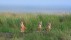 【2019-08-04】 瓦勒玛丽附近草原国家公园中的草原狐幼崽，加拿大萨斯喀彻温省 (© John E Marriott/age fotostock)