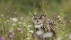 【2019-08-03】 野花草甸上的一只欧亚雕鸮，德国莱茵兰-普法尔茨 (© Rosl Roessner/Minden Pictures)
