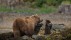 【2022-06-25】 棕熊，卡特迈国家公园和自然保护区，阿拉斯加 卡特迈国家公园和保护区的棕熊妈妈和幼崽，阿拉斯加 (© Suzi Eszterhas/Minden Pictures)