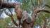 【2022-06-26】 一只正在树上睡觉的考拉 一只正在树上睡觉的考拉 (© Anton Rogozin/Getty Images)