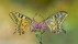 【2022-06-20】 授粉周 停在同一朵花上的两只金凤蝶 (© Alberto Ghizzi Panizza/Getty Images)